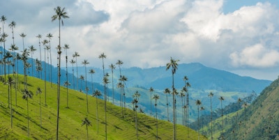 Vokspalmer som står i en fjellside i Cocora Valley, Colombia