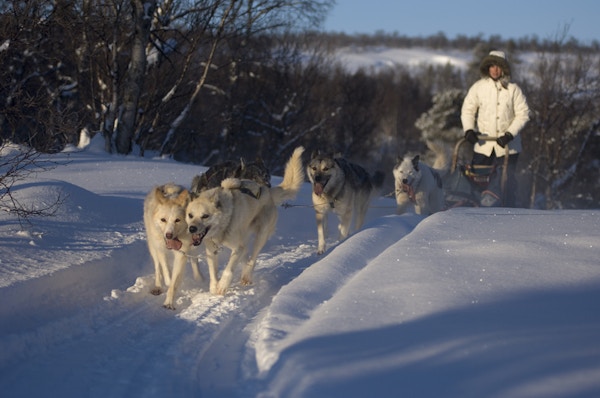 Fem hunder trekker slede med dame i vinterterreng
