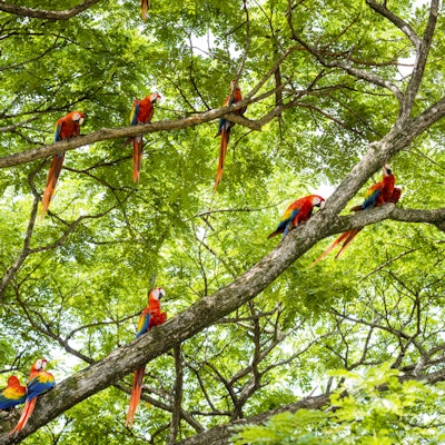 En flokk med skarlagensrøde araer, Ara macao, i et tre. Bildet er tatt i Guanacaste, Costa Rica