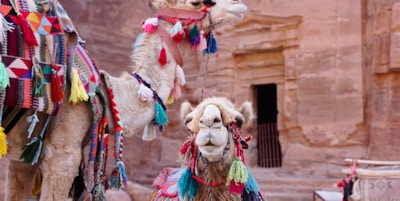Jordan petra camel