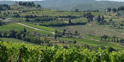 Vinngård i Toscana mellom åser og vinranker.