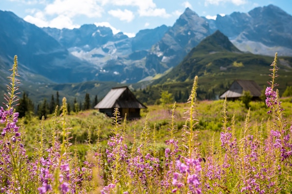 Sommerutsikt til Hala Gasienicowa i dalen, Tatra-fjellene Zakopane Polen