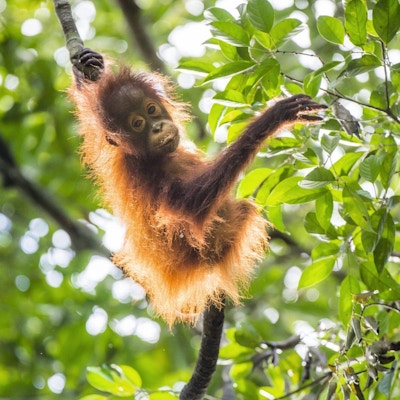 Liten orangutangbay klartrer i et tre.
