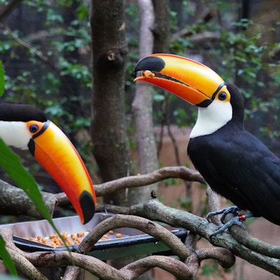Mellomstore fugler kalt Tukaner i svart, hvit og litt oransje farger og med oransje farget nepp med litt svart på