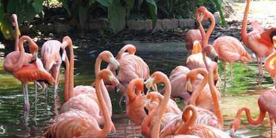 her ser man lyserosa flamingo fugler som koser seg i vannet