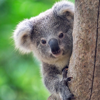 I Healesville Sanctuary lever koalabjørnene i sitt naturlige habitat.