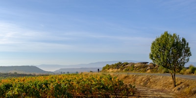 En mann i langt borte i landskapsbilde med vinranker og fjell i det fjerne