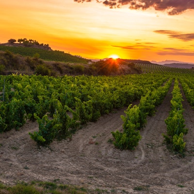 Vingård i solnedgang, La Rioja i Spania
