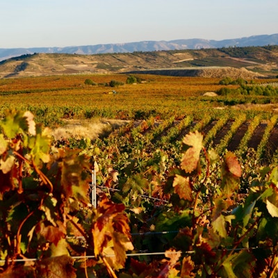 ser ut over et grønt landskap i Rioja med vinranker og fjell i det fjerne