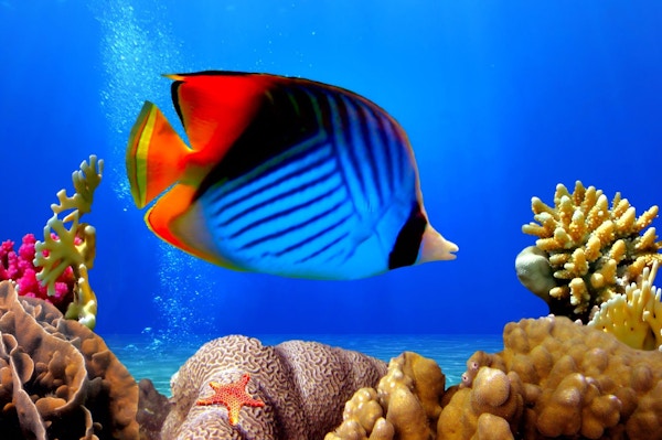 Tropisk, farverik fisk.