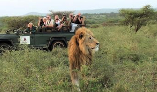 Løve med en safarijeep med folk i bakgrunnen.
