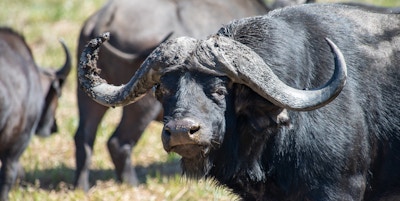 Cape buffalo south africa