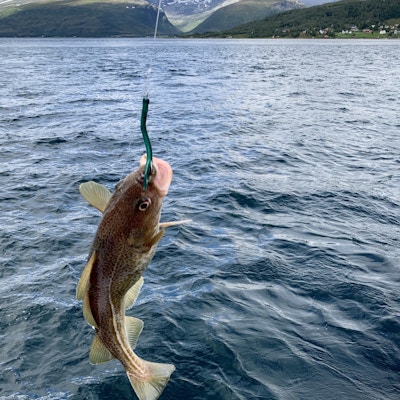 Fisk dras opp med fiskestag.