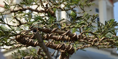 Nærbilde av grenene på bonsaitre.