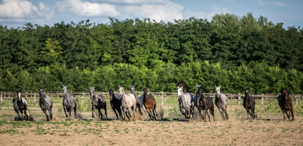 Panoramabilde fra siden av galopperende hester på en landlig dyregård sommer