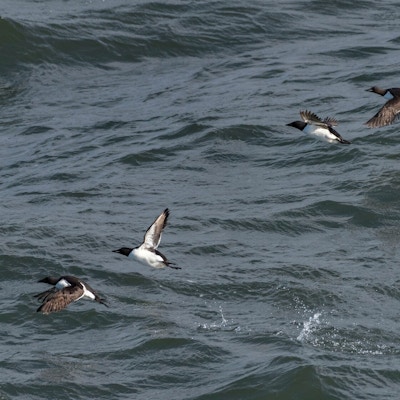 Svarte og hvite sjøfugler som flyr lavt over havflaten