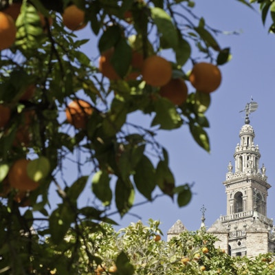 Sevilla appelsiner