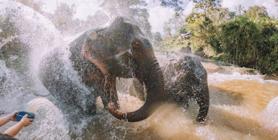 Elefanter som bader i gjørmen - Chang Mai-regionen