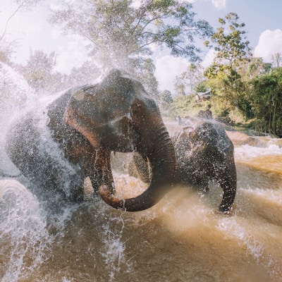 Elefanter som bader i gjørmen - Chang Mai-regionen