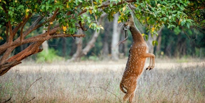 Spiser vill mannlig cheetal hjort (Axis Axis). India nasjonalpark