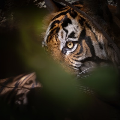 Nærbilde av tiger