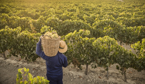 Mann fotografert bakfra i vinmark med kurv med druer på skuldra.