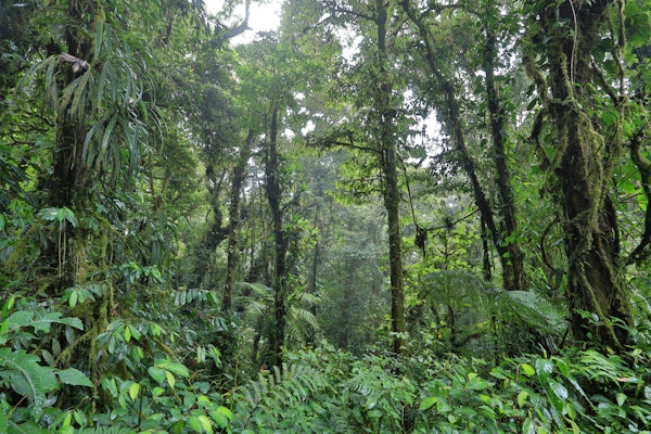 Monteverde Cloudforest Reserve www.destinationphotocostarica.com