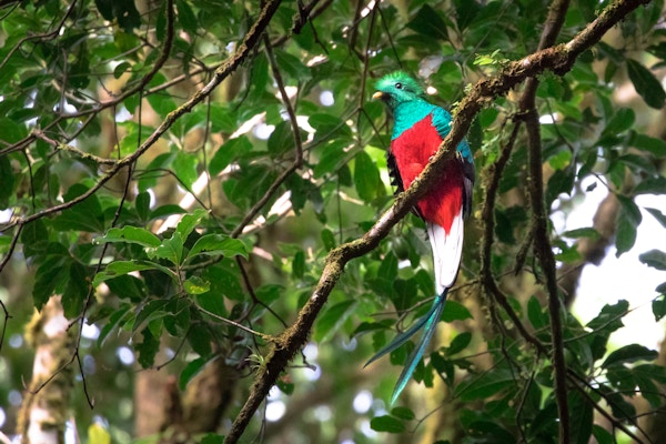 Quetzal i Monteverde-området, Costa Rica.