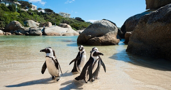Cape town pingviner