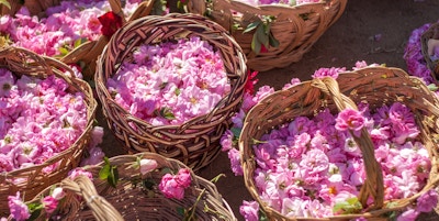 Kurv fylt med bulgarske rosa roser