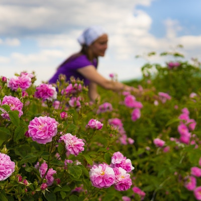 Olje Rose blomster i blomst. Arbeidere som samler oljeroseblomster fra de blomstrende buskene på tradisjonell måte i bulgarske oljerosefelt i fanget av fjellene.