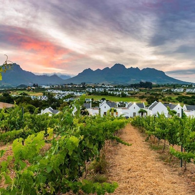 Vinmarker i idylliske Stellenbosch, innrammet av høye fjell.