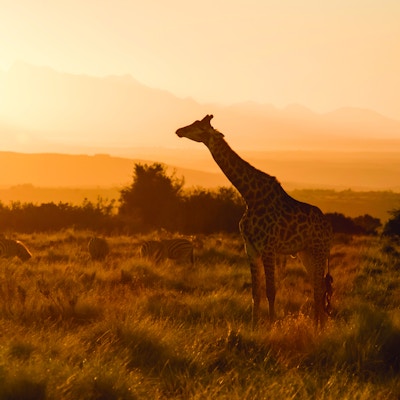Giraffe south africa sunset