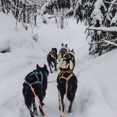 Fem hunder trekker fotografen på en sti i snøen