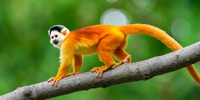 Sjelden ape i regnskogen i Sør-Amerika.