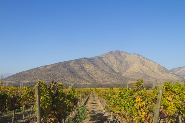 En chilensk vingård med et høyt fjell i bakgrunnen