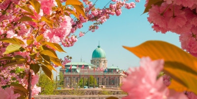 Parlamentsbygningen i Budapest omgitt av rosa blomster.