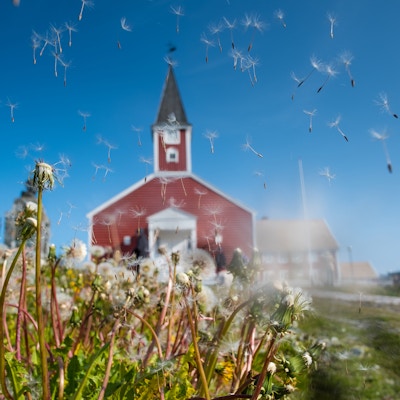 Naturens egne fallskjermer flyr foran en rød kirke i Nuuk