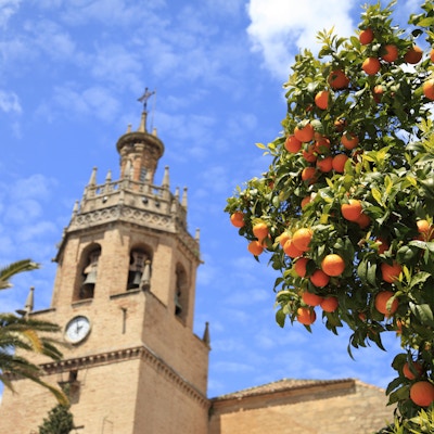 Appelsintre ved Santa Maria la Mayor-kirken i Ronda, Andalucia, Spania.