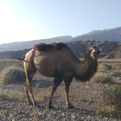 Kamel i vakre omgivelser i Kirgisistan.