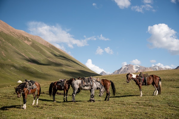 Hester i naturskjønne omgivelser i Kirgisistan.