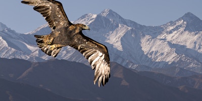 En kongeørn som flyr med Tien Shan-fjellene i bakgrunnen nær Bishkek, Kirgisistan.