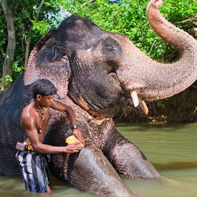 Mahout bader elefanten sin i elven, Sri Lanka.