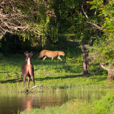 Leopard i bakgrunnnen og et hjortedyr stirrer på leoparden i et landskap med vann og grønn vegetasjon.