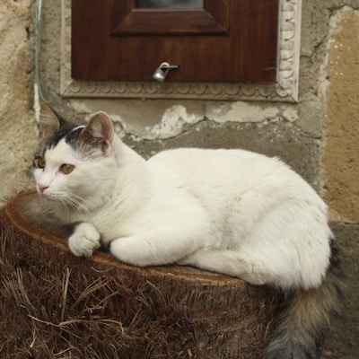 hvit katt i Girne, sittende på et avskåret palmetre