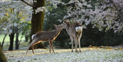 To ville asiatiske hjort under Japans kirsebærblomstring sesong.