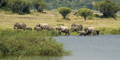 En familiegruppe av afrikanske elefanter har vært nede i vannet for å drikke midt på dagen og drar nå for å finne mer mat. Fotografert i Queen Elizabeth nasjonalpark i Uganda.