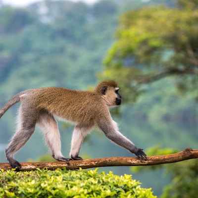 Vervet Monkey gående ved siden av Nilen ved Jinja, Uganda, Africa.