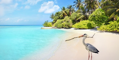 Grå hegrefugl på stranden ved Bandos øy på Maldivene