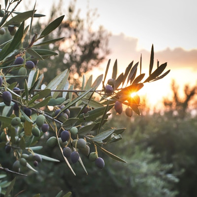 Oliventrær ved solnedgang, Albania